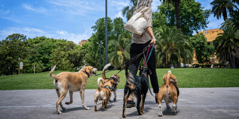 Welche zwei Menschentypen mit Hunden Probleme haben
