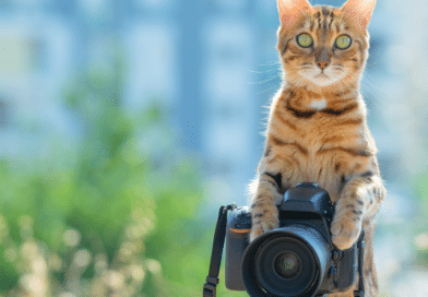 Welcher berühmten Filmkatze ähnelt deine Katze? <span style='font-size:13px;'>| Mach den Test!</span> 