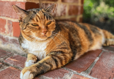 Was verrät die Fellfarbe deiner Katze über ihre Persönlichkeit? <span style='font-size:13px;'>| Mach den Test!</span> 