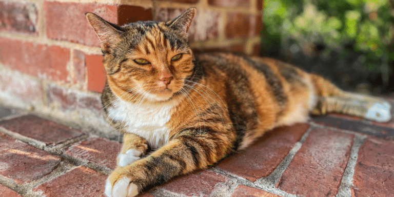 Was verrät die Fellfarbe deiner Katze über ihre Persönlichkeit?