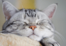 Wie glücklich ist deine Katze mit dir? <span style='font-size:13px;'>| Mach den Test!</span> 