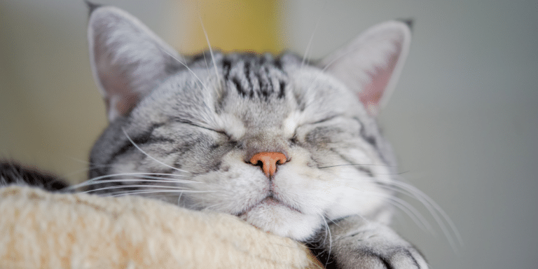 Wie glücklich ist deine Katze mit dir?