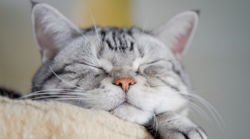 Wie glücklich ist deine Katze mit dir? <span style='font-size:13px;'>| Mach den Test!</span> 