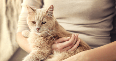 Was würde deine Katze dir sagen, wenn sie sprechen könnte? <span style='font-size:13px;'>| Mach den Test!</span> 