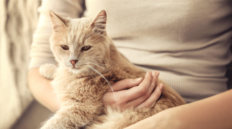 Was würde deine Katze dir sagen, wenn sie sprechen könnte? <span style='font-size:13px;'>| Mach den Test!</span> 