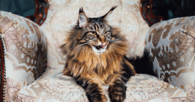 Wie sehr hat dich deine Katze bereits trainiert? <span style='font-size:13px;'>| Mach den Test!</span> 