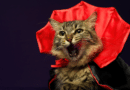 Welcher berühmten Persönlichkeit ähnelt deine Katze am meisten? <span style='font-size:13px;'>| Mach den Test!</span> 