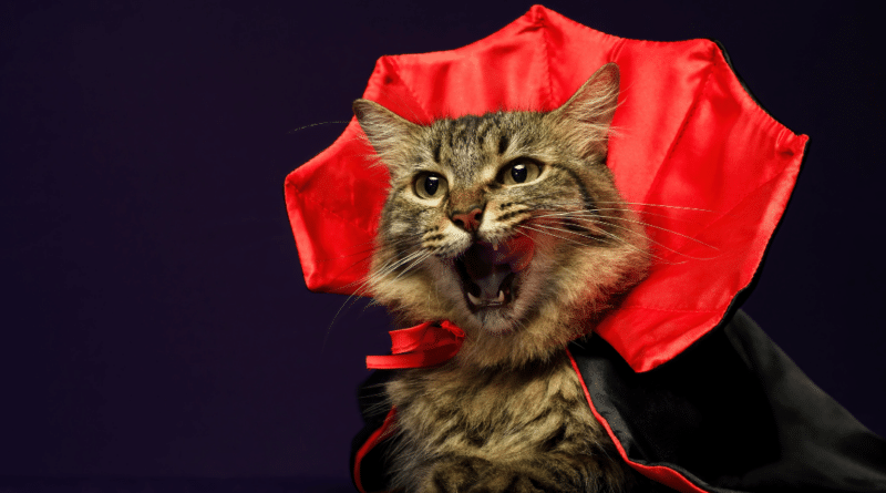 Welcher berühmten Persönlichkeit ähnelt deine Katze am meisten? <span style='font-size:13px;'>| Mach den Test!</span> 
