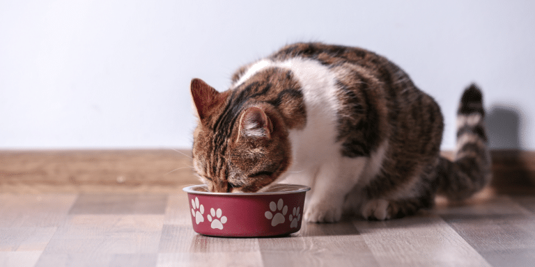 Mythen-Check: Ist Trockenfutter wirklich schlecht für Katzen?