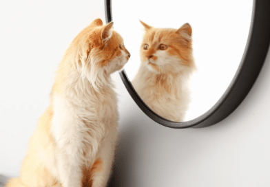 10 skurrile Katzengewohnheiten und ihre Bedeutung