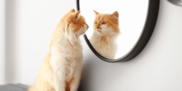 10 skurrile Katzengewohnheiten und ihre Bedeutung