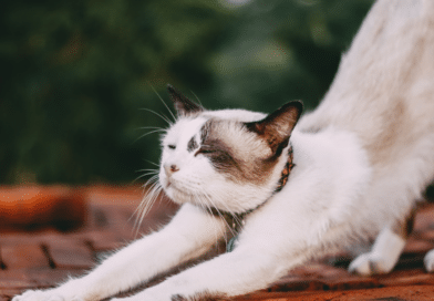 Katzen-Yoga: Wie du mit deiner Katze zu mehr Entspannung findest