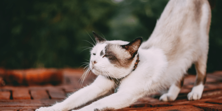 Katzen-Yoga: Wie du mit deiner Katze zu mehr Entspannung findest