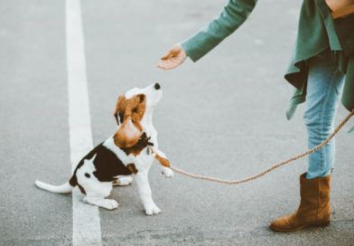 Hunde in der Pubertät – Die kritische Phase meistern
