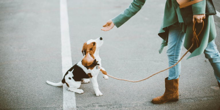 Hunde in der Pubertät – Die kritische Phase meistern