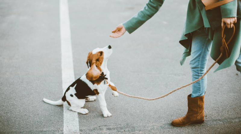 Hunde in der Pubertät – Die kritische Phase meistern