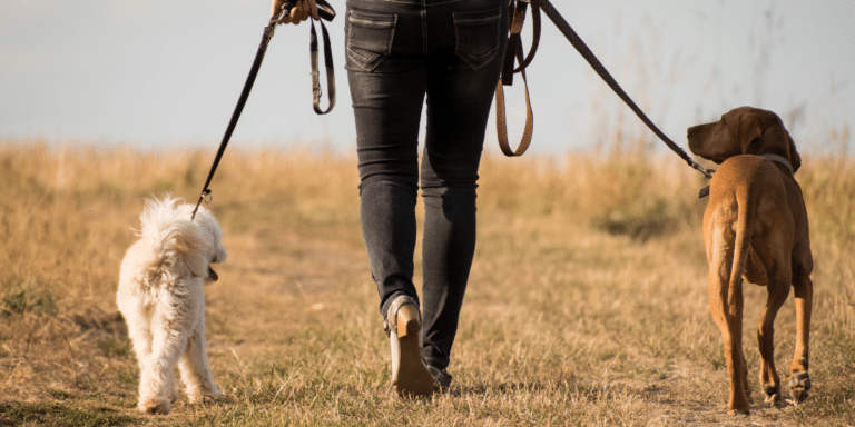 So klappt die Leinenführigkeit