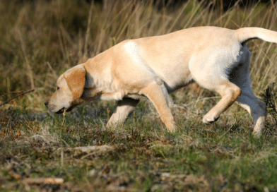 Hunde im Einsatz – Warum Bindung wichtiger ist als Training