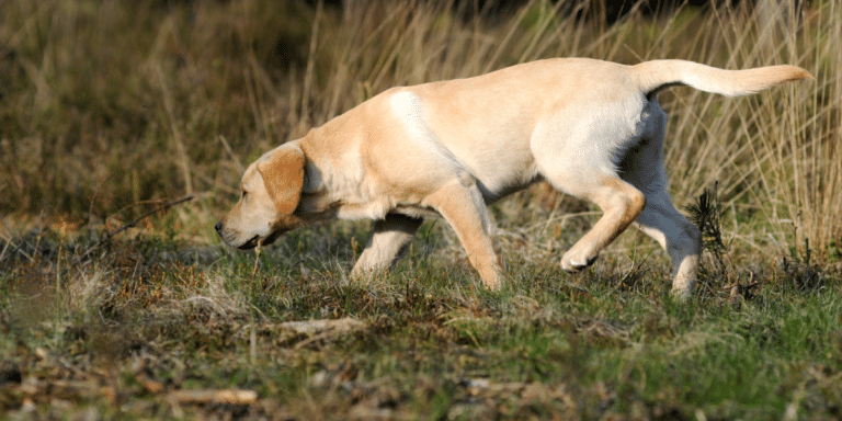 Hunde im Einsatz – Warum Bindung wichtiger ist als Training