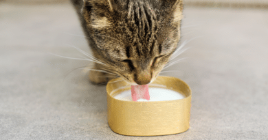 Dürfen Katzen Milch trinken? Der Mythos auf dem Prüfstand