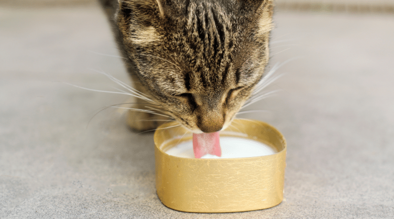 Dürfen Katzen Milch trinken? Der Mythos auf dem Prüfstand