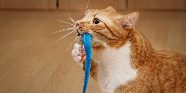 Warum legt meine Katze Dinge in ihren Wassernapf?