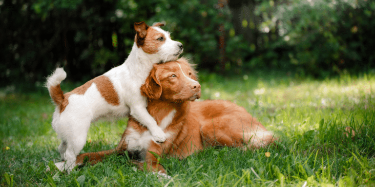 Bist du bereit für einen Zweithund?
