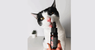 Schluss mit Dauerstress – wie CBD Öl deiner Katze Gelassenheit zurückgibt