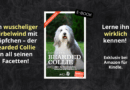 Bearded Collie Ratgeber neu als E-Book für Kindle bei Amazon