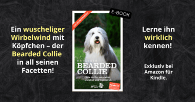 Bearded Collie Ratgeber neu als E-Book für Kindle bei Amazon