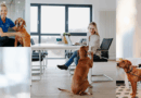 Hunde im Büro? Unbedingt – wenn die Regeln stimmen <span style='font-size:13px;'>| Company-News</span> 