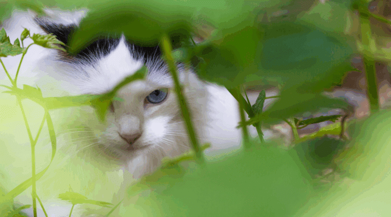 Hilfe, meine Katze ist weg! – So findest du sie wieder