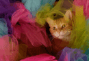 Können Katzen Farben sehen?