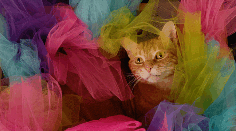 Können Katzen Farben sehen?