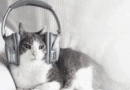 Beruhigende Katzenmusik: Warum dein Stubentiger seine eigene Playlist verdient