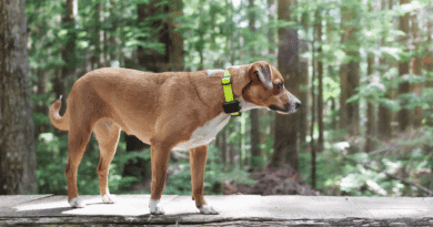 Smart-Halsbänder: Wie sie deinen Alltag mit Hund sicherer, entspannter und gesünder machen