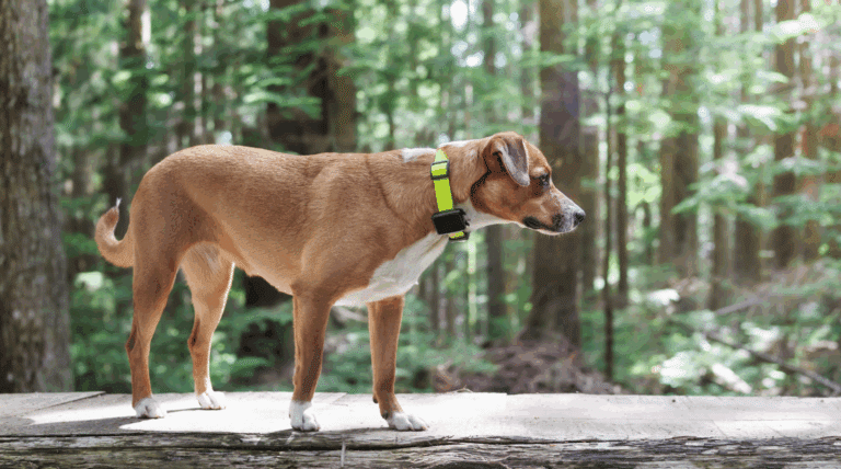 Smart-Halsbänder: Wie sie deinen Alltag mit Hund sicherer, entspannter und gesünder machen