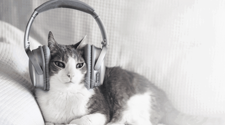 Beruhigende Katzenmusik: Warum dein Stubentiger seine eigene Playlist verdient