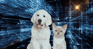 Haustier-Trends: Diese 5 Entwicklungen verändern dein Leben mit Hund & Katze