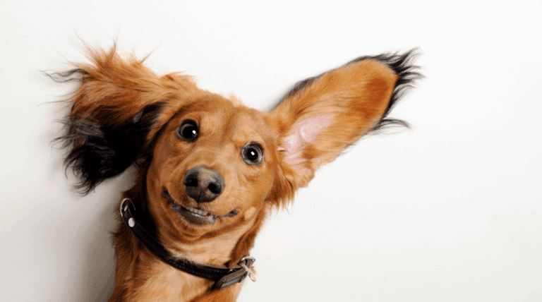 Warum manche Hunde bestimmte Geräusche lieben – und andere stressen