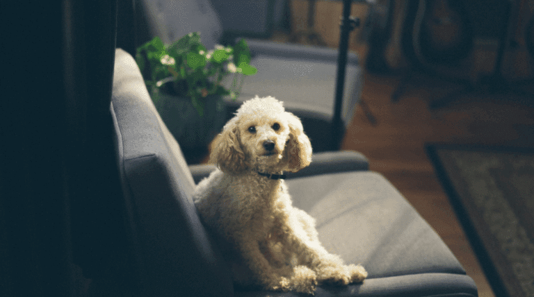 Mein Hund braucht Therapie