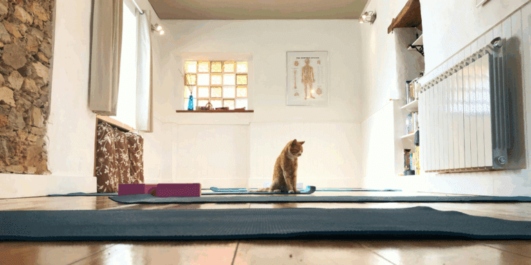 Katzen-Yoga: Wellness-Trend mit Schnurrfaktor