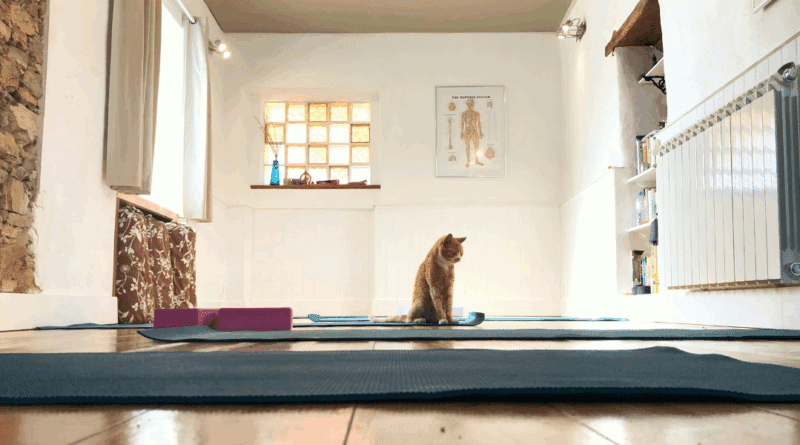 Katzen-Yoga: Wellness-Trend mit Schnurrfaktor