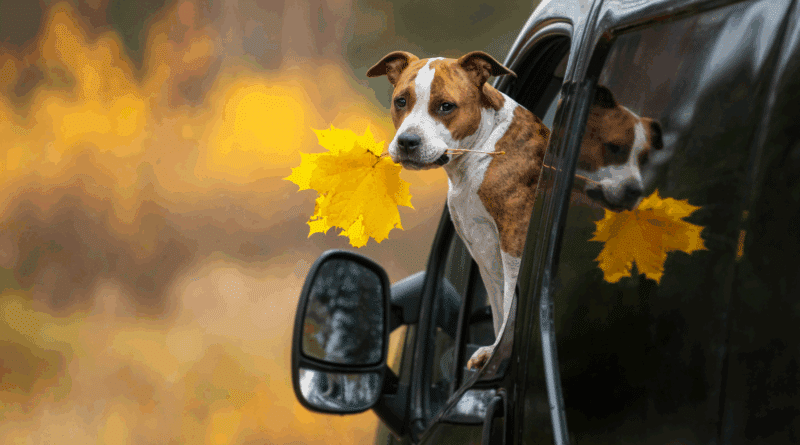 Herbst-Ausflüge mit Hund: 5 hundefreundliche Ziele in Deutschland, die ihr lieben werdet