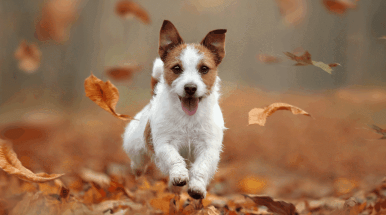 Herbst-Check für Hunde: Morosche Möhrensuppe gegen Durchfall & Fellwechsel richtig managen
