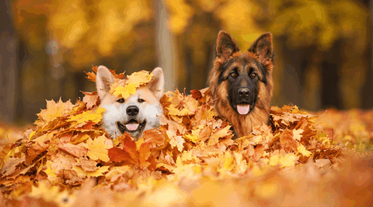 Hunde im Herbst: Kompletter Schutz-Guide gegen Kälte, Gefahren & Gesundheitsprobleme