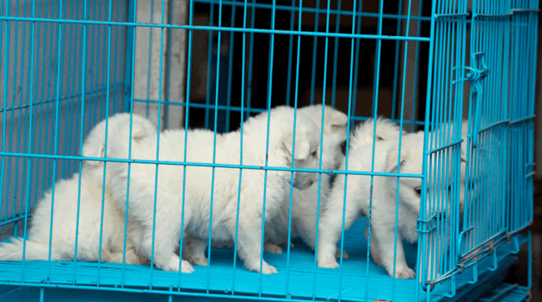 Illegaler Heimtierhandel – aktuelle Zahlen