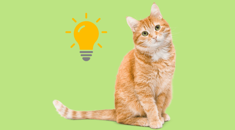 😸 MIAU AM MONTAG – Katzenfakten zum Staunen