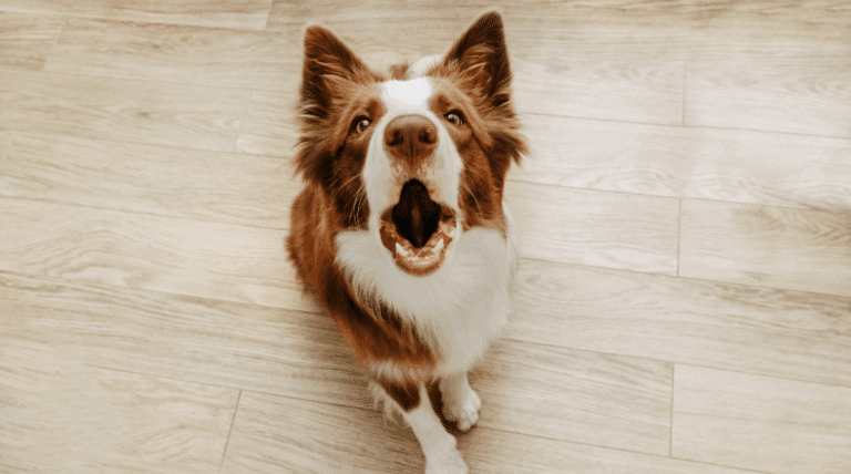 Trennungsangst beim Hund: Warum 86% betroffen sind und du es vielleicht nicht merkst