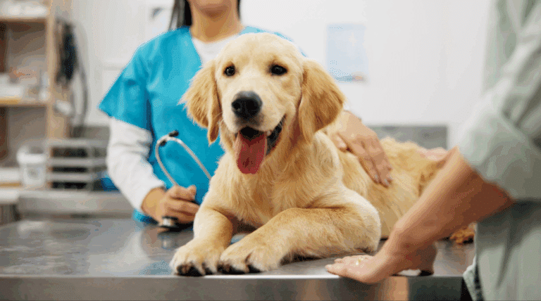 Lola und die UC Davis IL-15-Studie